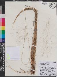 Muhlenbergia capillaris image