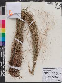 Muhlenbergia capillaris image