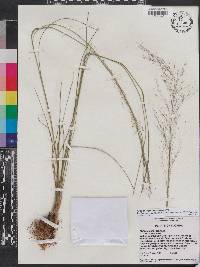 Muhlenbergia capillaris var. trichopodes image