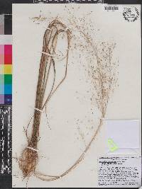 Muhlenbergia capillaris var. trichopodes image
