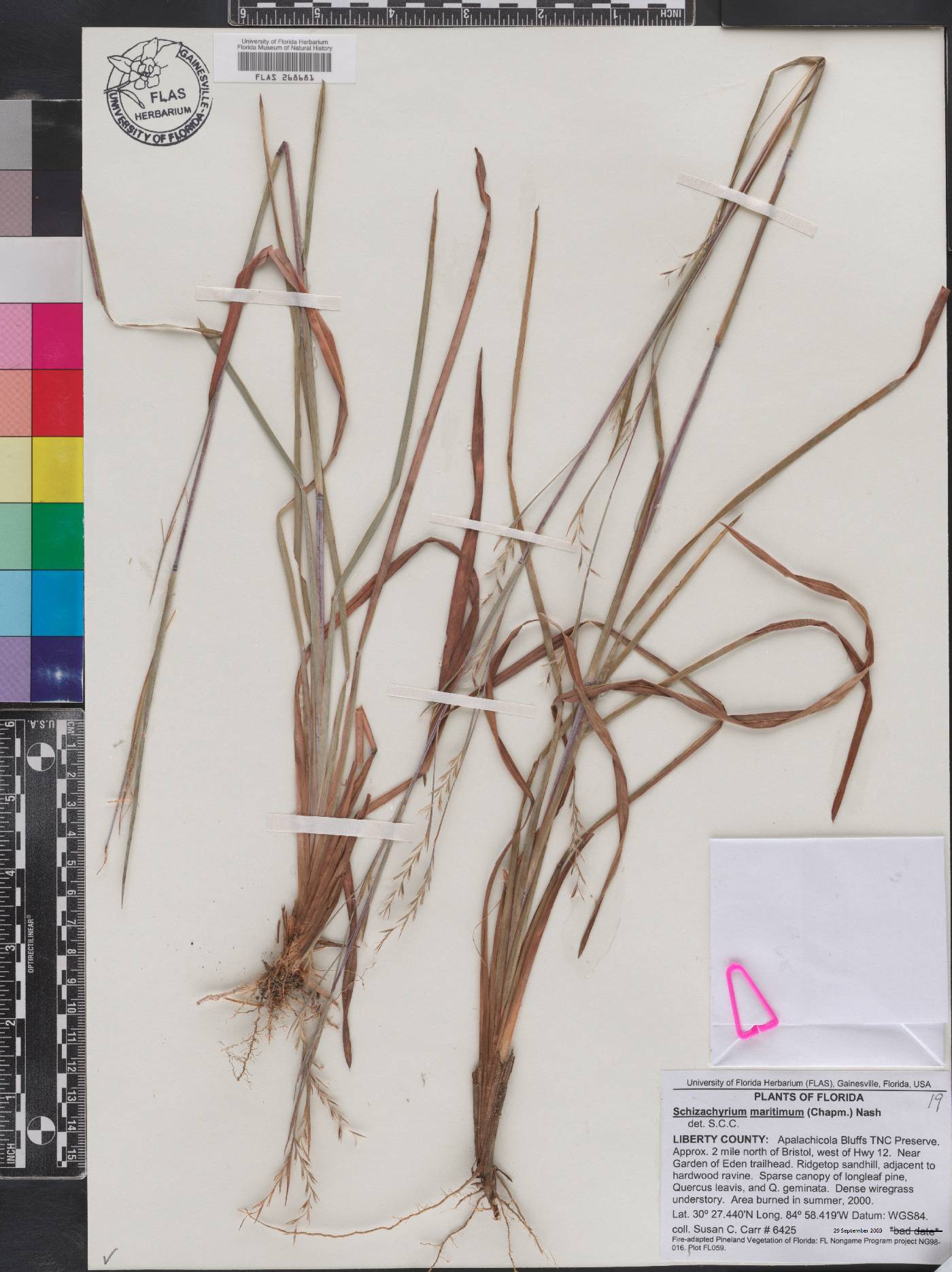 Schizachyrium maritimum image