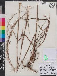 Schizachyrium stoloniferum image