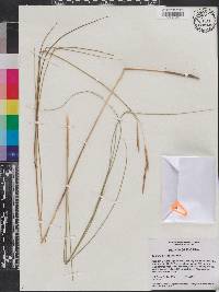 Spartina patens image