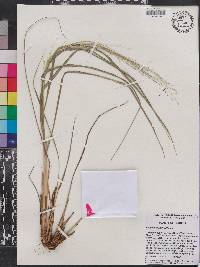 Eragrostis elliottii image