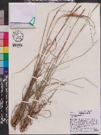 Andropogon gyrans image