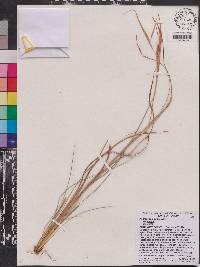 Andropogon gyrans image