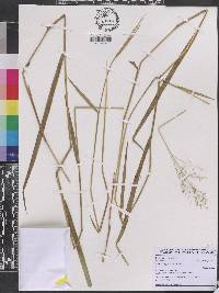 Panicum tenellum image