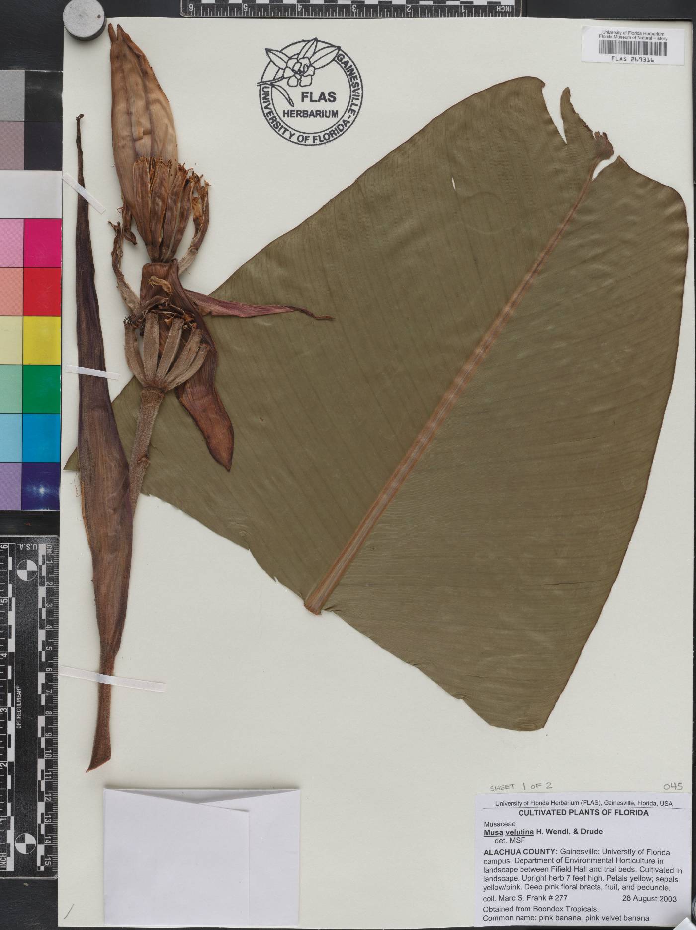 Musa velutina image