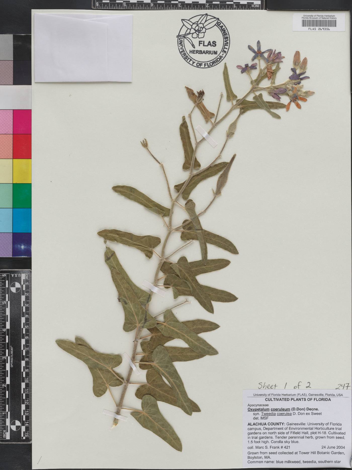 Oxypetalum coeruleum image