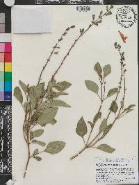 Salvia blepharophylla image