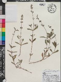 Salvia sinaloensis image