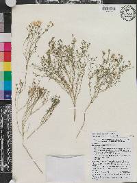 Nierembergia linariifolia image
