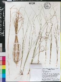 Aristida purpurascens image