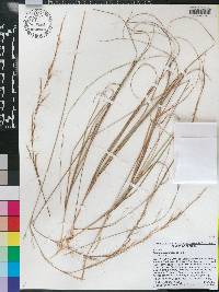 Aristida purpurascens image