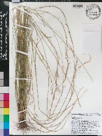 Aristida purpurascens image