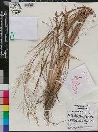 Panicum combsii image