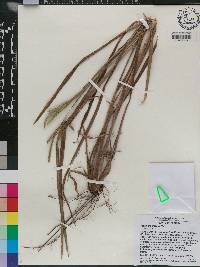 Paspalum praecox image