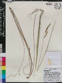 Paspalum praecox image