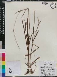 Paspalum setaceum var. ciliatifolium image