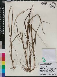 Paspalum setaceum var. ciliatifolium image