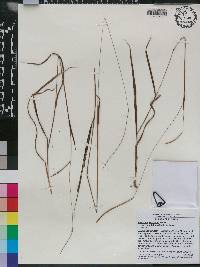 Paspalum setaceum var. rigidifolium image