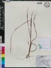 Paspalum setaceum var. rigidifolium image