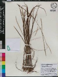 Paspalum setaceum var. rigidifolium image