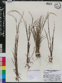 Paspalum setaceum var. setaceum image