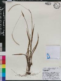 Paspalum setaceum var. setaceum image