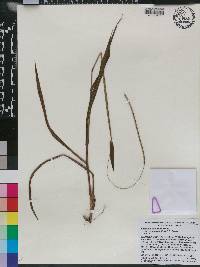 Paspalum setaceum var. stramineum image