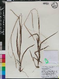 Paspalum setaceum var. supinum image