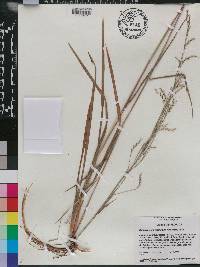 Schizachyrium stoloniferum image