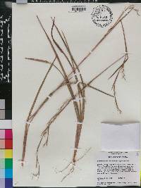 Schizachyrium stoloniferum image