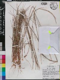 Schizachyrium sanguineum image