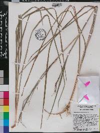 Schizachyrium stoloniferum image