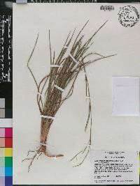 Schizachyrium scoparium var. scoparium image