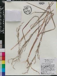 Schizachyrium stoloniferum image