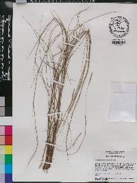 Schizachyrium tenerum image