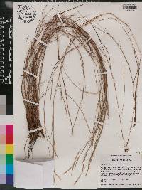 Schizachyrium tenerum image