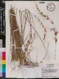 Sorghastrum secundum image