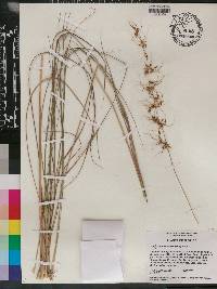 Sorghastrum secundum image