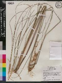 Sorghastrum secundum image