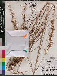 Sorghastrum secundum image