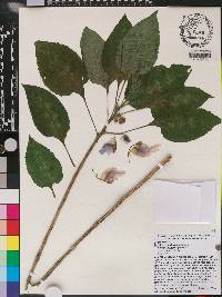 Impatiens mackeyana subsp. claeri image