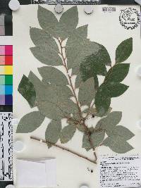 Lindera glauca image