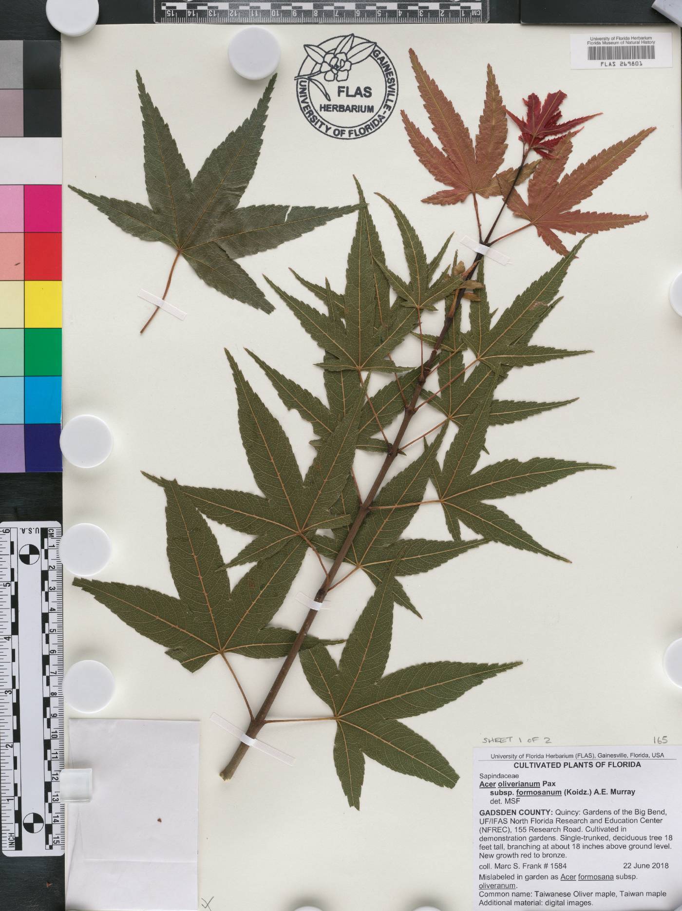 Acer oliverianum subsp. formosanum image