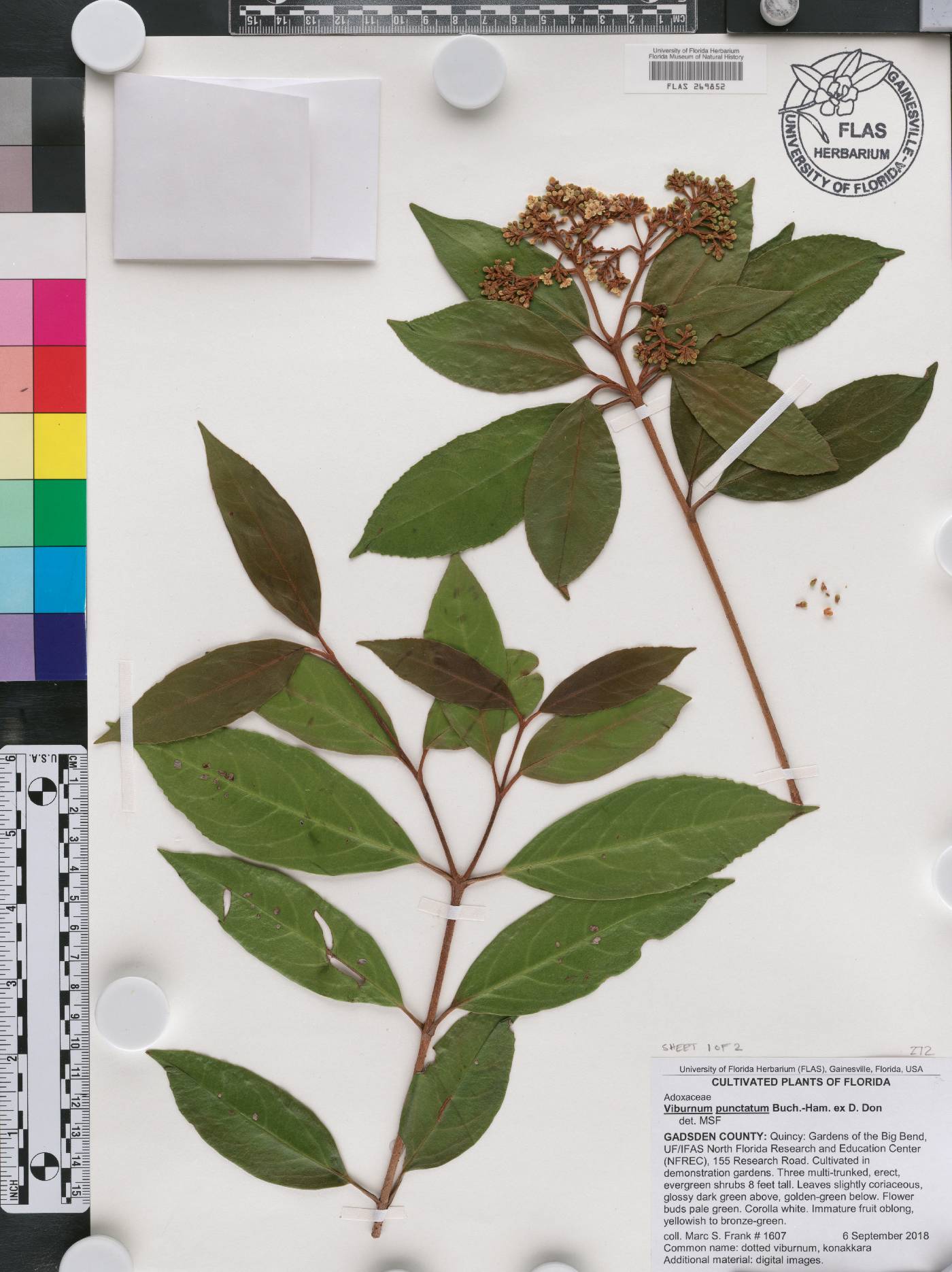 Viburnum punctatum image