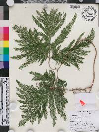 Selaginella plana image