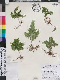 Selaginella umbrosa image