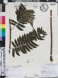 Cyathea multiflora image